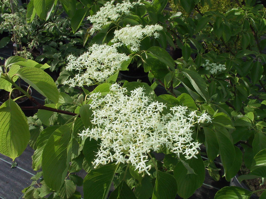 Cornus controversa - Bluetenmacro.jpg